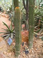 Cactus cierge, Neobuxbaumia polylopha (DC) Backeb. (fam Cactacees) (Mexique) (3) (Photo F. Mrugala)